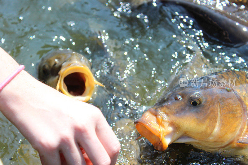 女孩用手喂友好的鲤鱼/喂鲤鱼面包在池塘里
